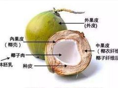 -东郊椰林