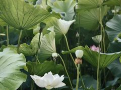 -莲花池公园