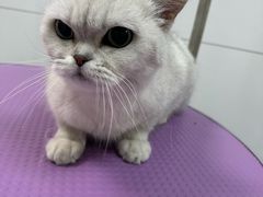 -贝康宠物医院·犬猫全科·小动物特色诊疗中心(东环路店)