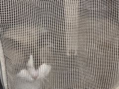 -宠颐生动物医院·猫科·心脏科(海口分院)