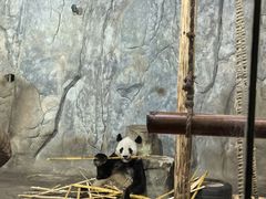 -深圳野生动物园