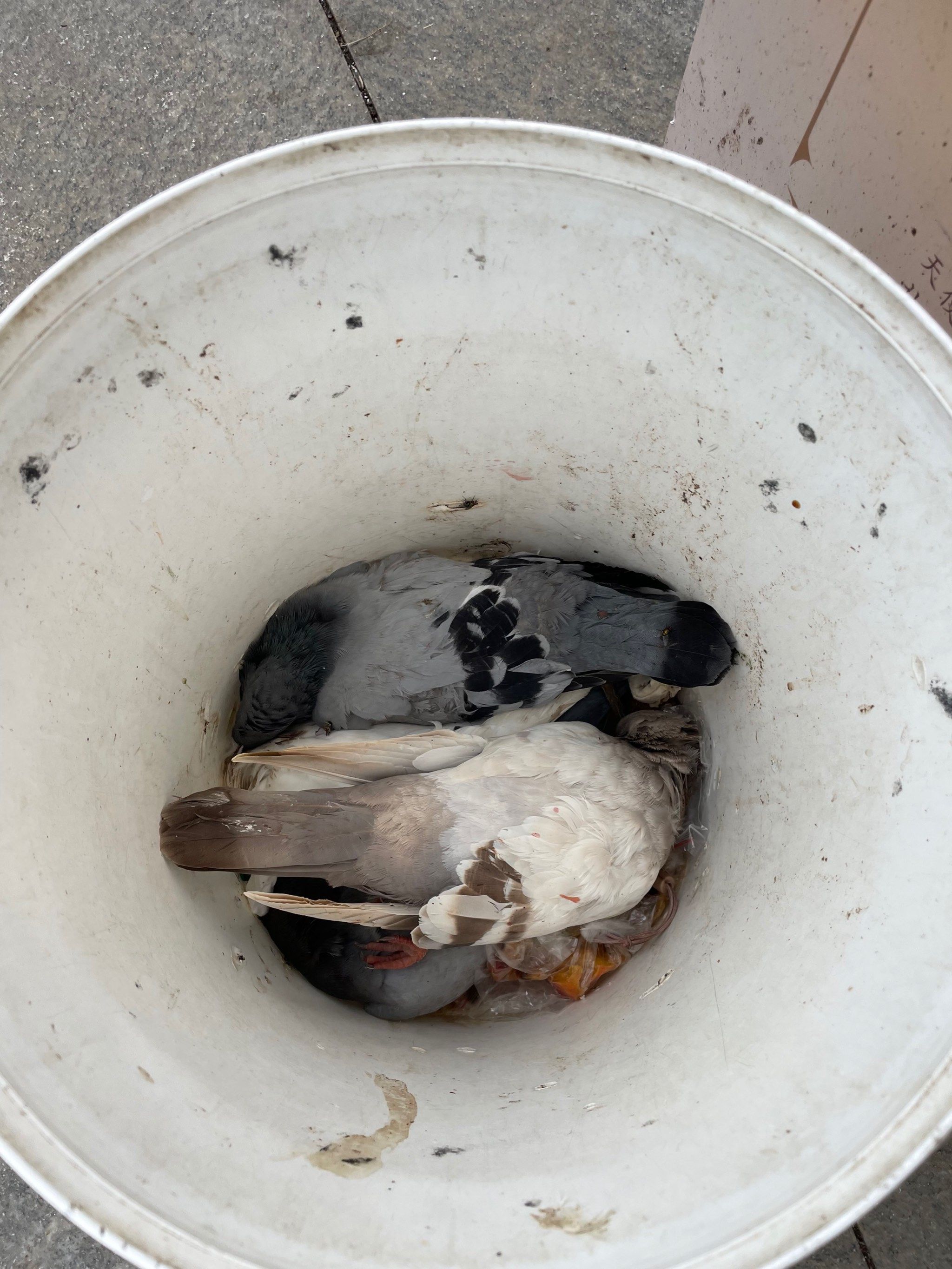 大连市中山广场昨天死去4只鸽子