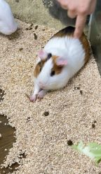 -未来动物城主题公园(正弘城店)