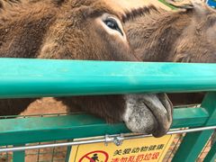 -秦皇岛野生动物园