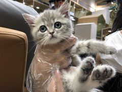 -屋虎猫馆(宝安大仟里店)