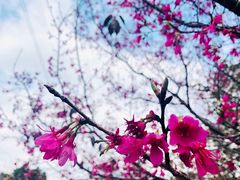 -天适樱花悠乐园