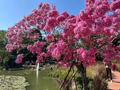 -中国科学院华南植物园