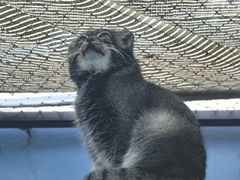 -青藏高原野生动物园