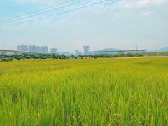 -光明小镇欢乐田园