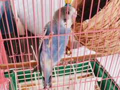 -马陆小张葡萄园农家乐