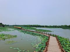 -白洋淀风景区