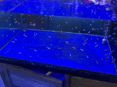 -中环花鸟鱼虫市场