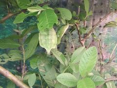 -上海大自然野生昆虫馆(东方明珠·爬宠昆虫探索中心)