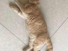 -Catmate·猫肥家润(金润铂宫店)
