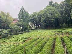 -野蔓果·山野菜(西湖景区·龙井茶田店)