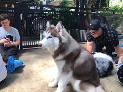 -TrueLove @ Neverland (Husky Cafe)