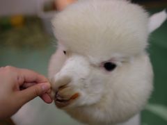 -藦茜花园宠物主题亲子互动体验馆(国顺东路店)
