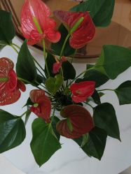 -薇兰专业脱毛连锁机构