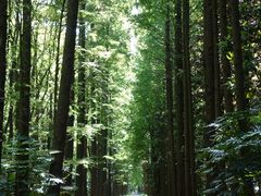 -上海滨江森林公园