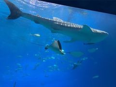 -珠海长隆海洋王国