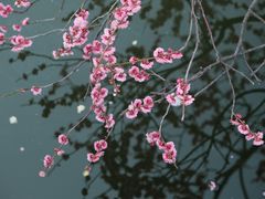 -红梅公园