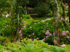 -上海共青森林公园