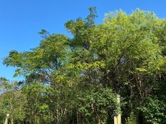 -吴淞炮台湾湿地森林公园烧烤区