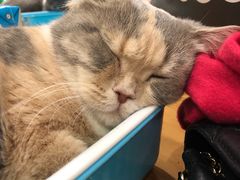 -藦茜花园宠物主题亲子互动体验馆(国顺东路店)