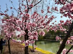 -南汇桃花村