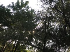 -长白岛森林公园