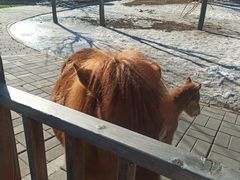 -北京鹿世界主题园