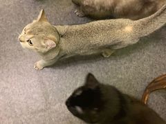 -猫色咖啡·猫咖