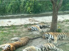 -上海野生动物园