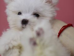 -瑞鹏宠物医院犬猫全科(真大分院)