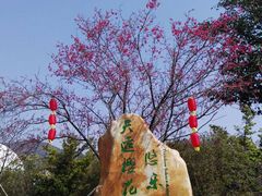 -天适樱花悠乐园