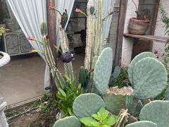 -Jo's Garden