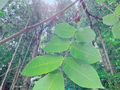 -素山寺森林公园