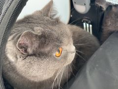 -中农国际动物医院24小时·猫科·骨科·急重症中心