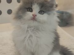 -comecome来吧宠物(奥克斯中心店)