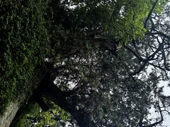 -玉泉观