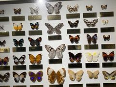 -上海昆虫博物馆