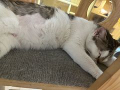 -平行世界·猫咖(首经贸店)