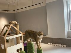 -Cappucimeow猫咪咖啡馆(韦伯时代店)