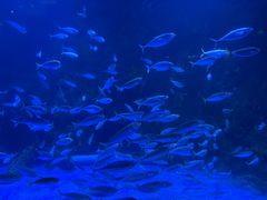 -太平洋海底世界