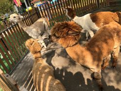 -萌宠亲子动物乐园(槐房万达店)