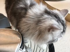 -飞行喵MR PILOT|猫舍·猫咖(静安大融城店)
