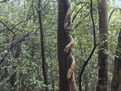 -午潮山国家森林公园