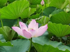 -莲花池公园