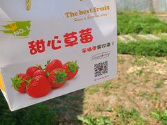 -甜心庄园·甜心草莓采摘园(西青中北店)