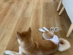 -柴犬小屋·柴餐厅·狗咖食堂(金鼎广场店)